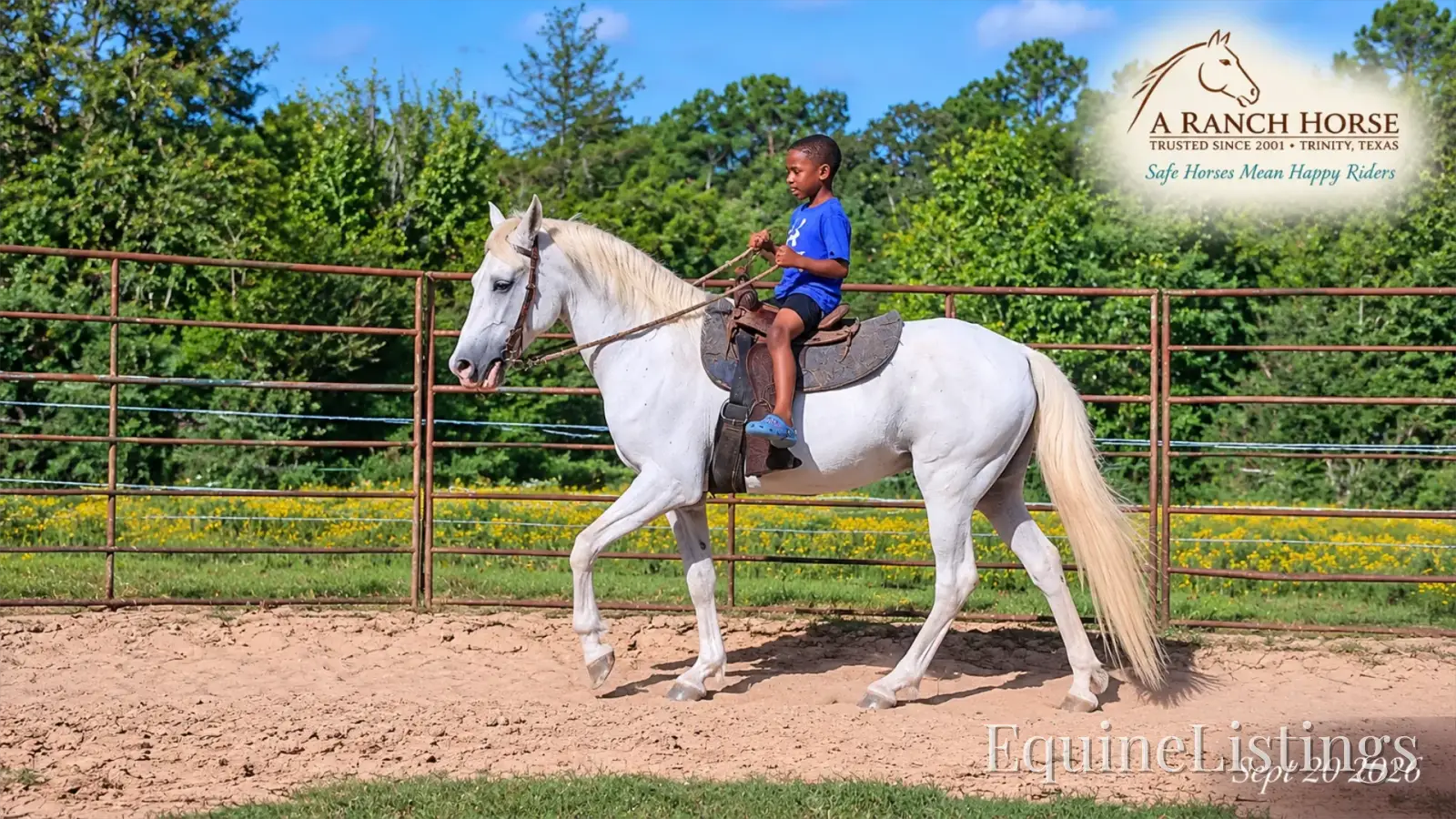 Wisp Grey Mare Paso Fino - Photo 2