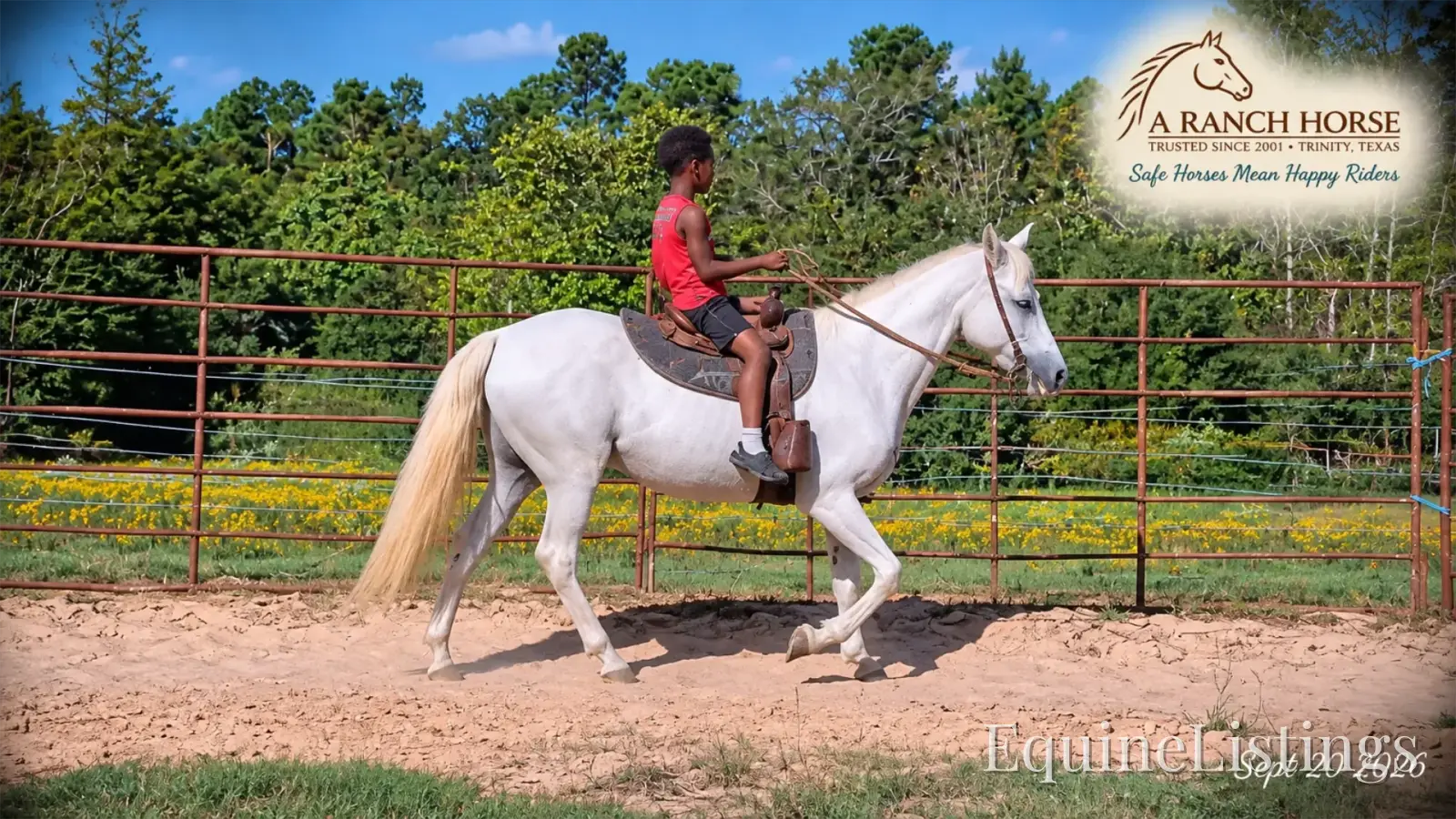Wisp Grey Mare Paso Fino - Photo 3