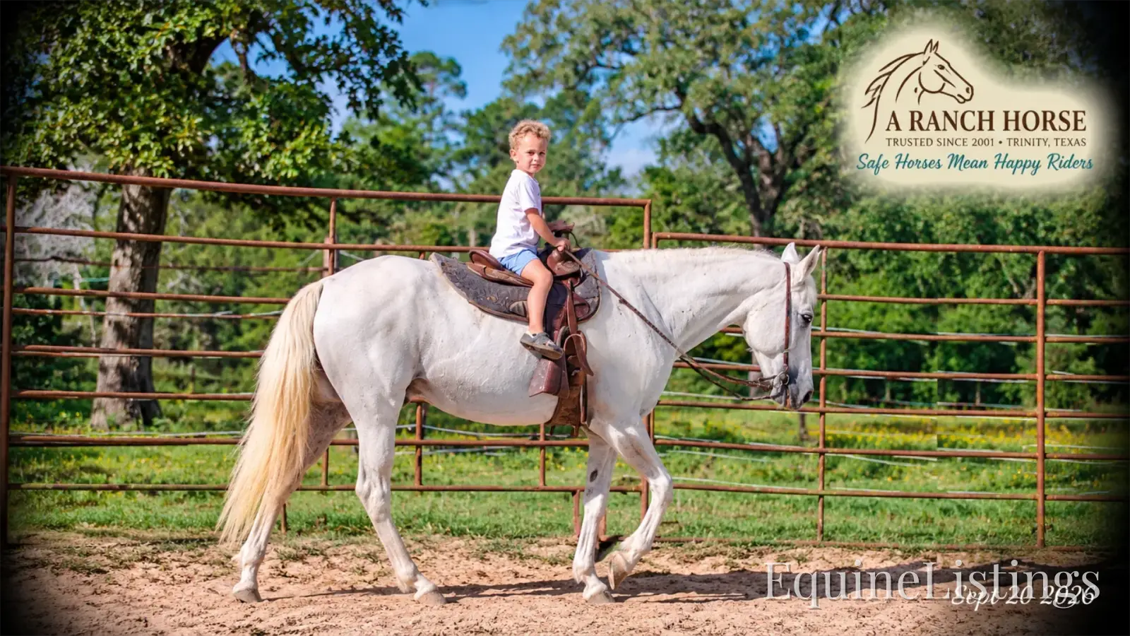 Wisp Grey Mare Paso Fino - Photo 4