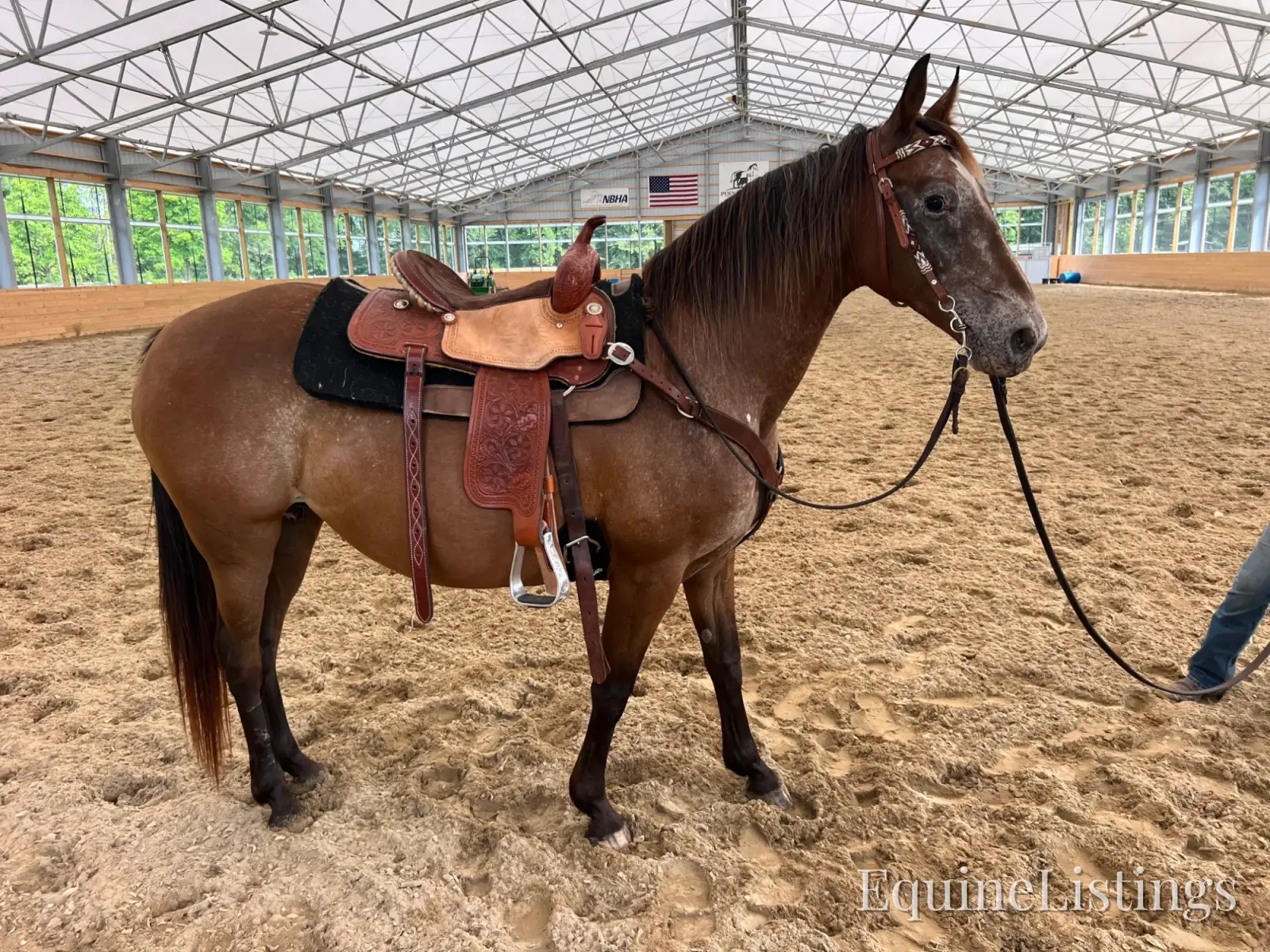 Cheyenne Bay Mare Appaloosa