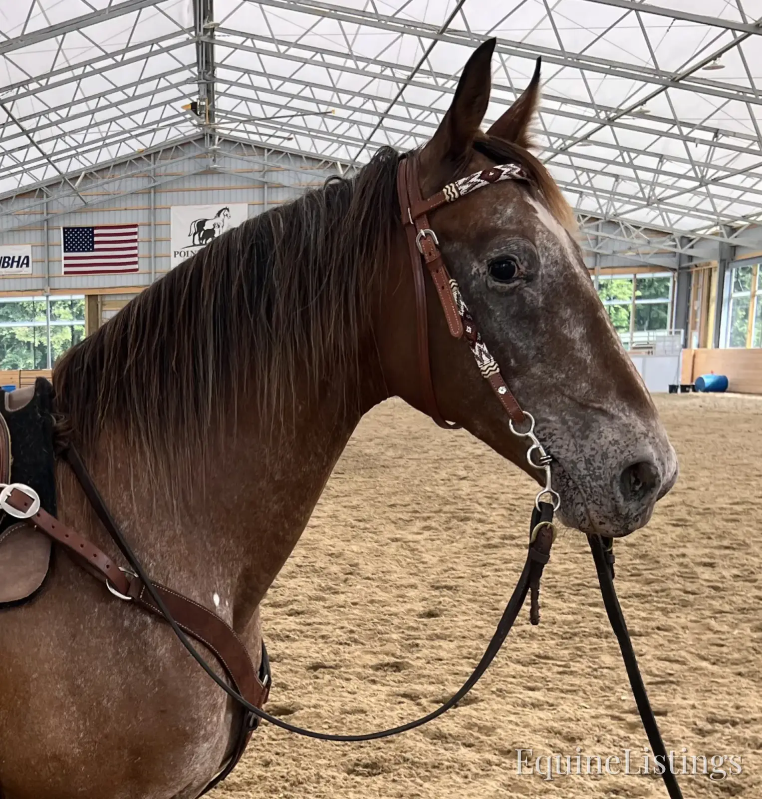 Cheyenne Bay Mare Appaloosa - Photo 2