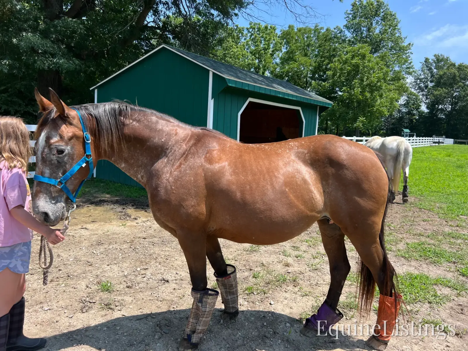 Cheyenne Bay Mare Appaloosa - Photo 4
