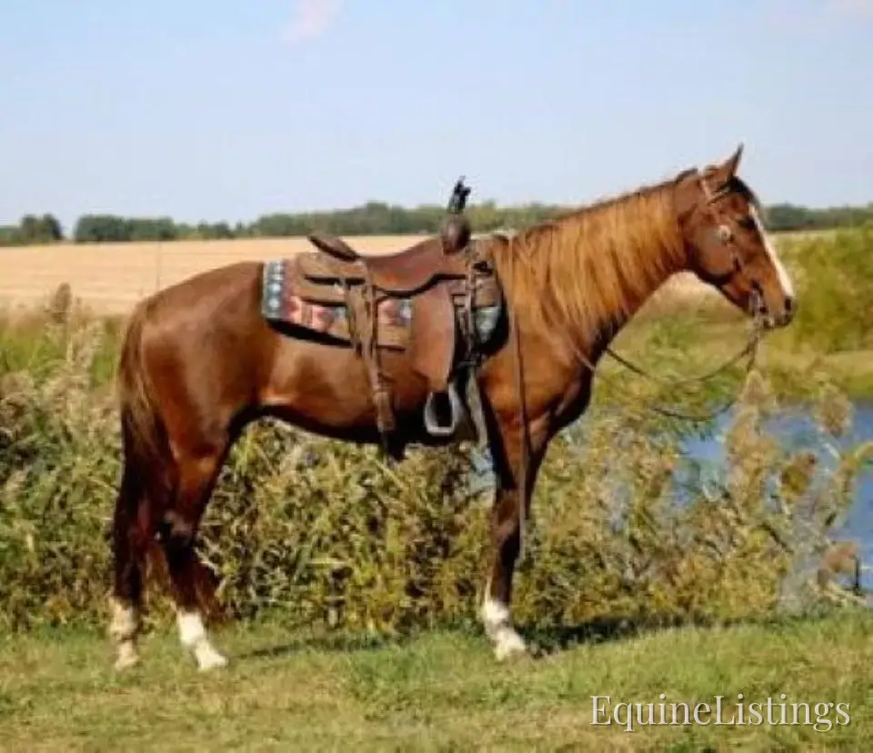 JOLLEEN Chocolate Mare Rocky Mountain Horse