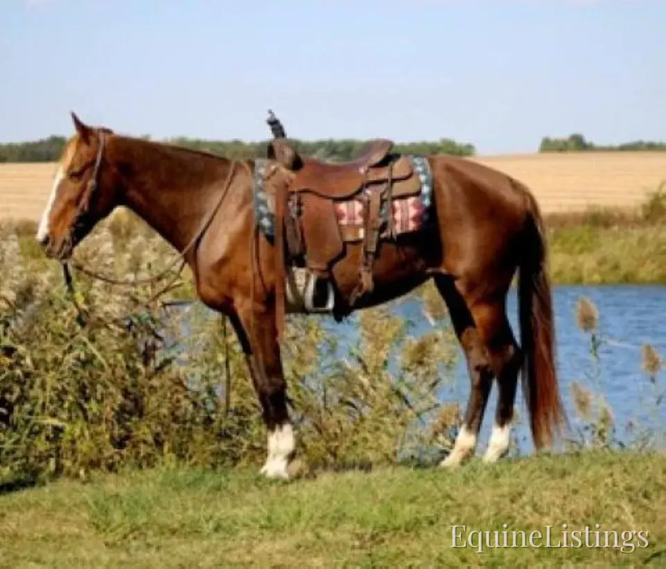 JOLLEEN Chocolate Mare Rocky Mountain Horse - Photo 11