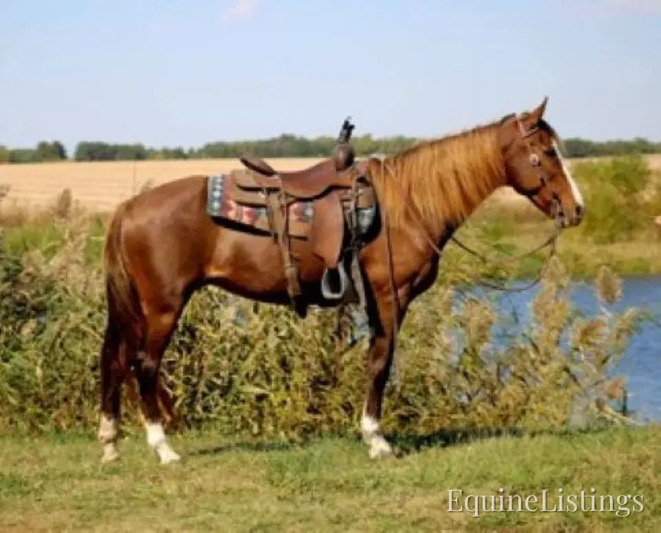 JOLLEEN Chocolate Mare Rocky Mountain Horse - Photo 12