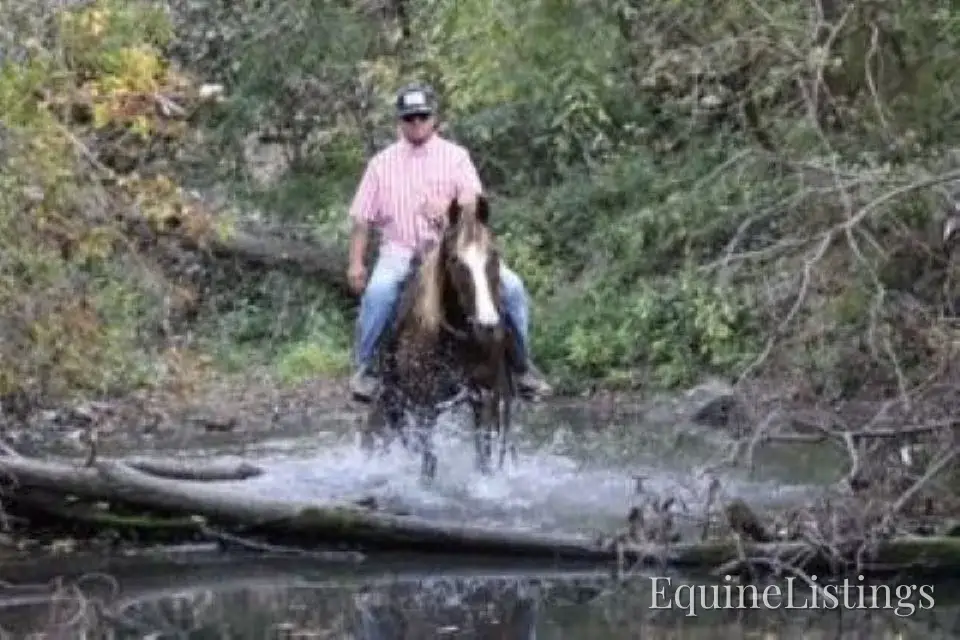 JOLLEEN Chocolate Mare Rocky Mountain Horse - Photo 13