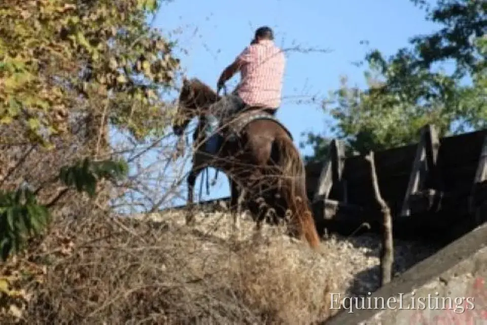 JOLLEEN Chocolate Mare Rocky Mountain Horse - Photo 14