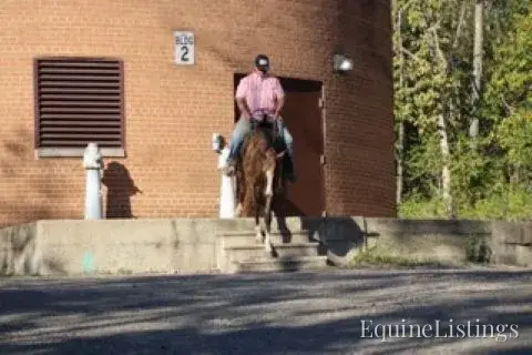 JOLLEEN Chocolate Mare Rocky Mountain Horse - Photo 15