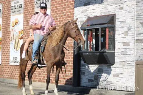 JOLLEEN Chocolate Mare Rocky Mountain Horse - Photo 16
