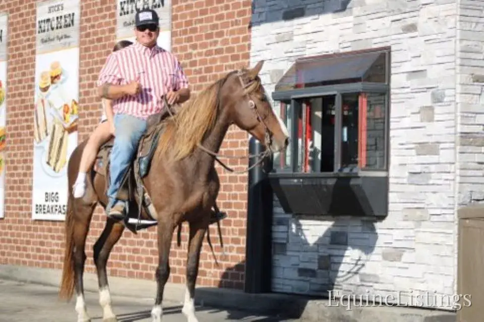 JOLLEEN Chocolate Mare Rocky Mountain Horse - Photo 17
