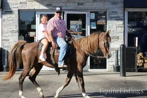 JOLLEEN Chocolate Mare Rocky Mountain Horse - Photo 18