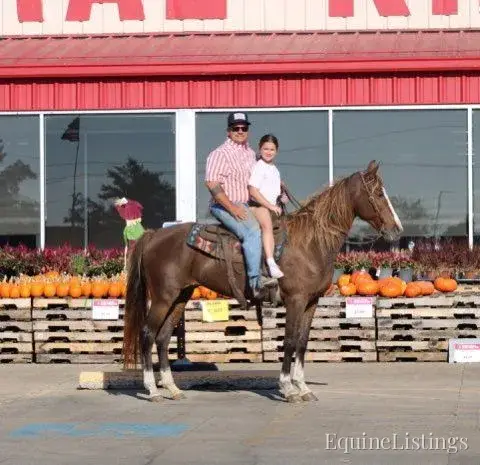 JOLLEEN Chocolate Mare Rocky Mountain Horse - Photo 19