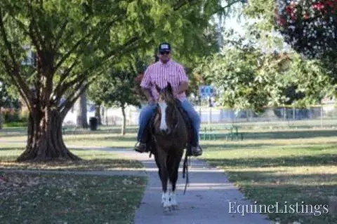 JOLLEEN Chocolate Mare Rocky Mountain Horse - Photo 20