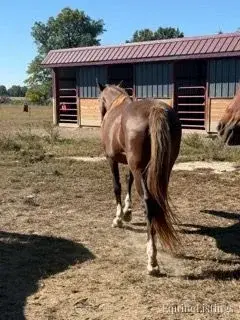 JOLLEEN Chocolate Mare Rocky Mountain Horse - Photo 2