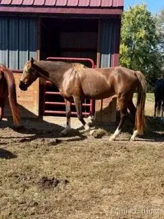 JOLLEEN Chocolate Mare Rocky Mountain Horse - Photo 21