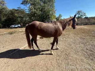 JOLLEEN Chocolate Mare Rocky Mountain Horse - Photo 22