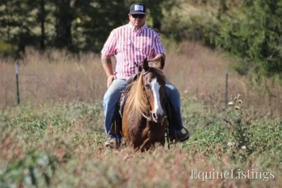 JOLLEEN Chocolate Mare Rocky Mountain Horse - Photo 3