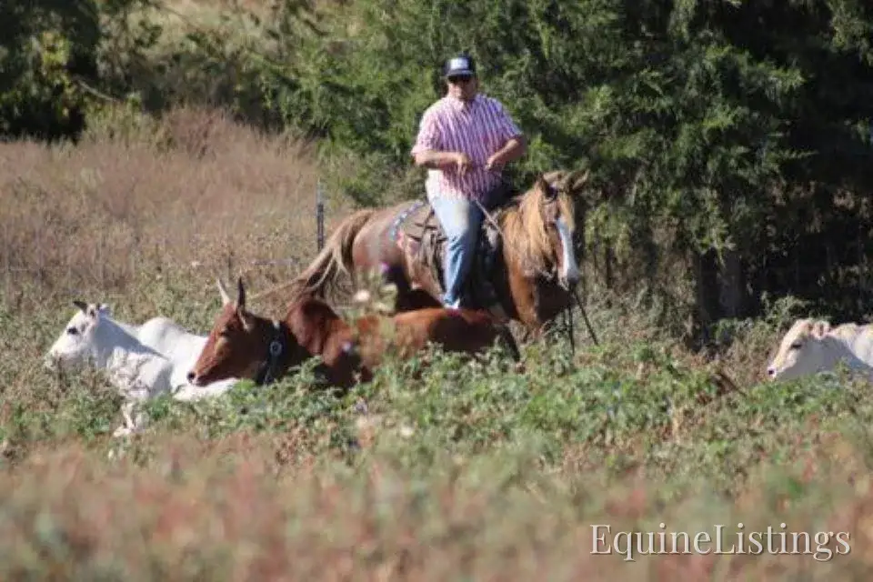 JOLLEEN Chocolate Mare Rocky Mountain Horse - Photo 4