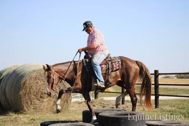 JOLLEEN Chocolate Mare Rocky Mountain Horse - Photo 5