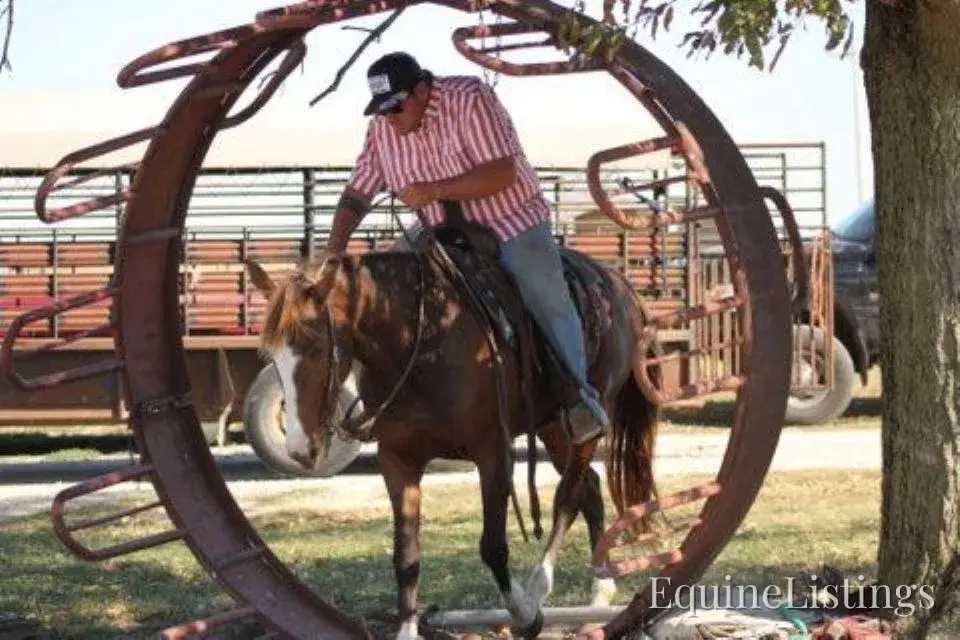 JOLLEEN Chocolate Mare Rocky Mountain Horse - Photo 6