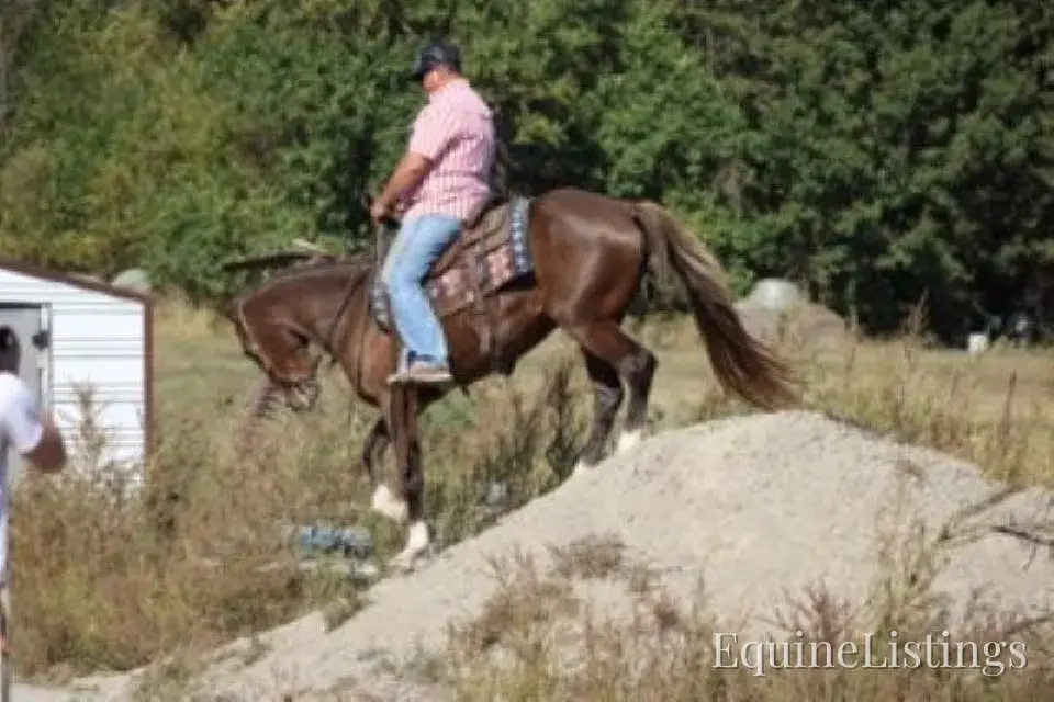 JOLLEEN Chocolate Mare Rocky Mountain Horse - Photo 7