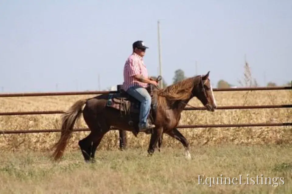 JOLLEEN Chocolate Mare Rocky Mountain Horse - Photo 8