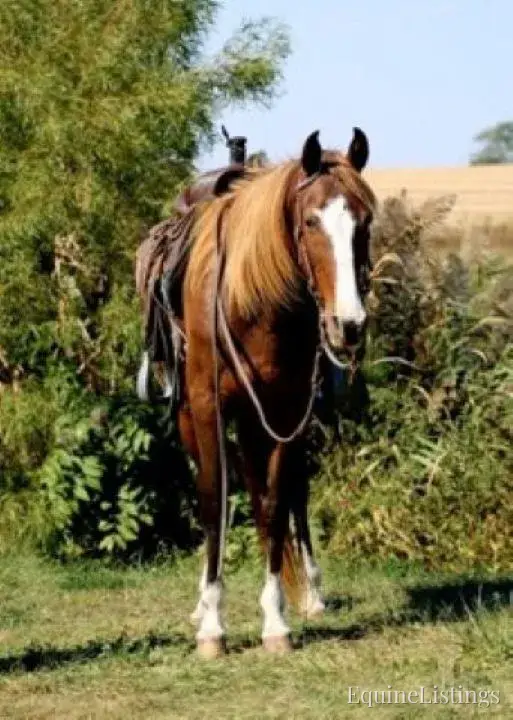 JOLLEEN Chocolate Mare Rocky Mountain Horse - Photo 9