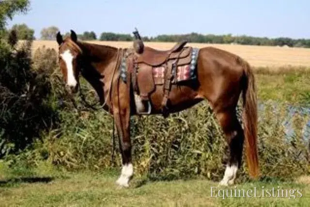 JOLLEEN Chocolate Mare Rocky Mountain Horse - Photo 10