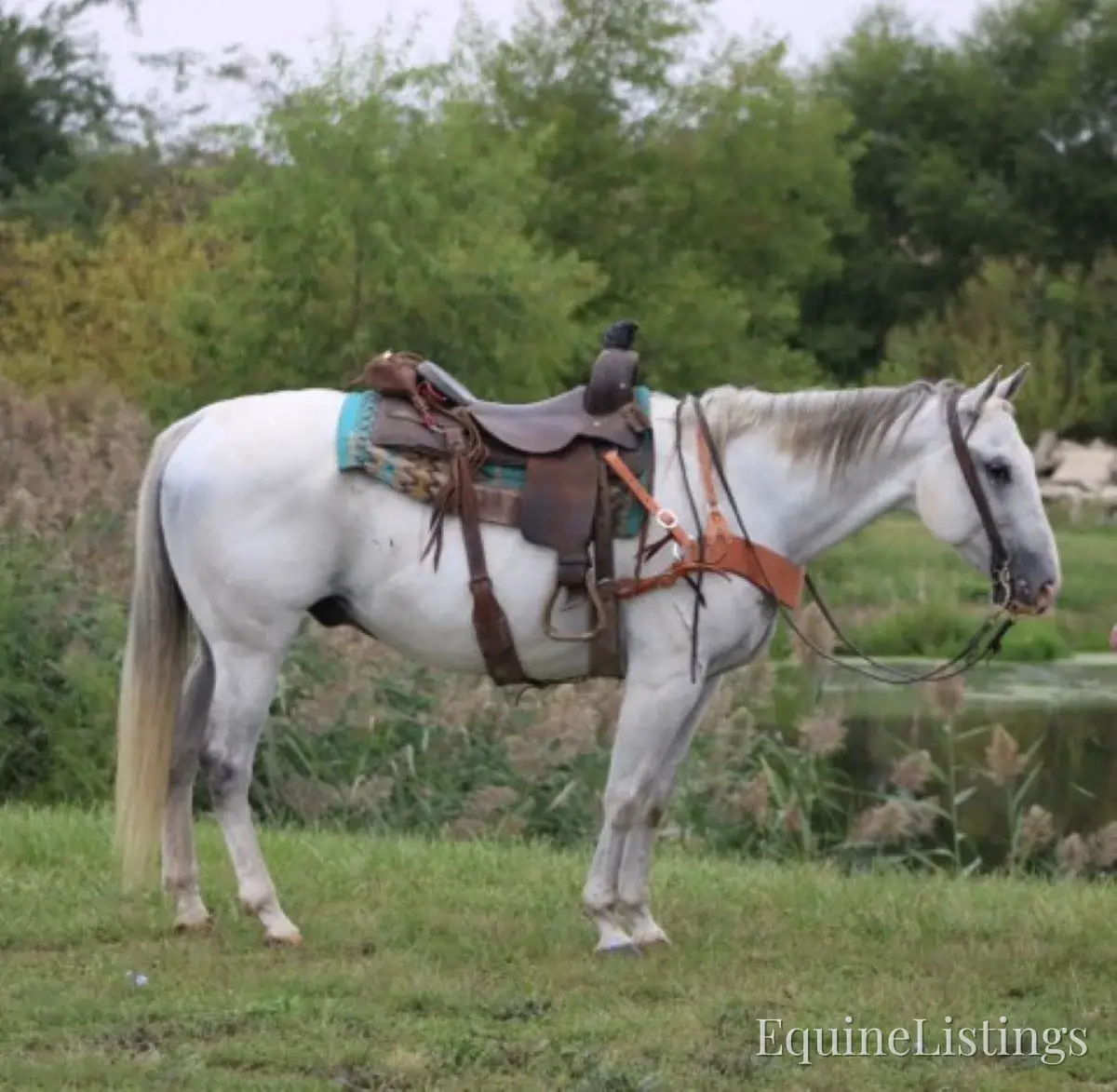 BILL Grey Gelding Quarter Horse