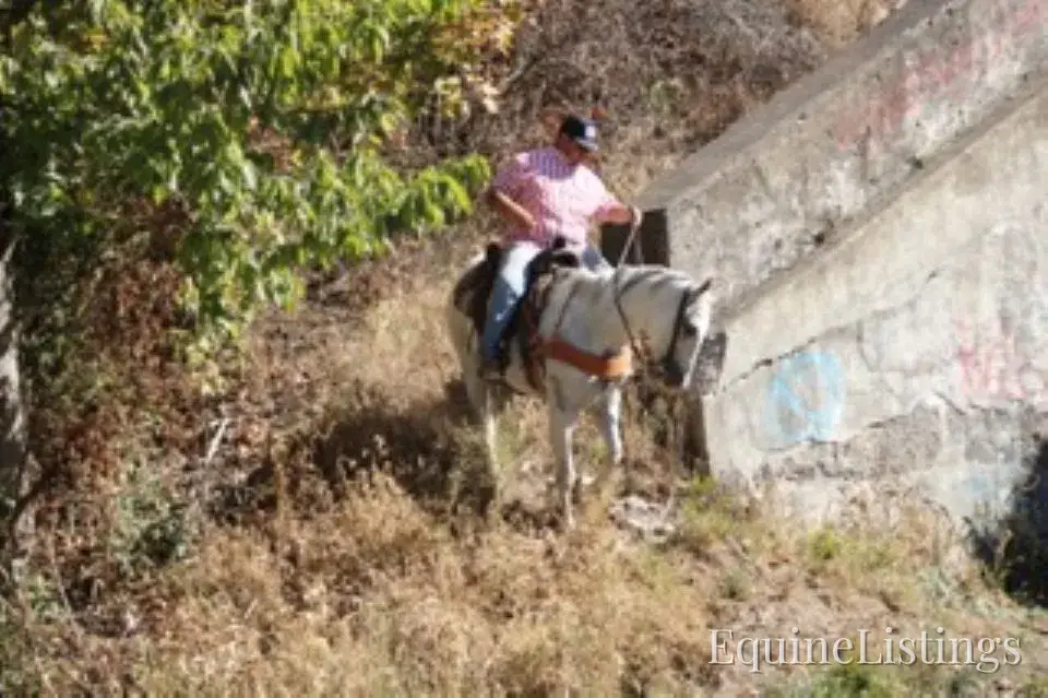 BILL Grey Gelding Quarter Horse - Photo 11