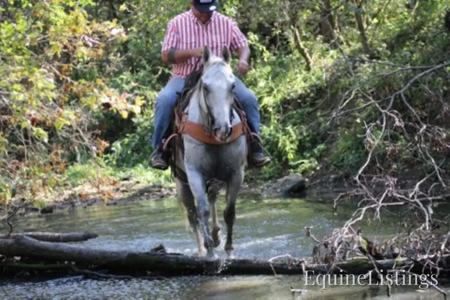 BILL Grey Gelding Quarter Horse - Photo 12