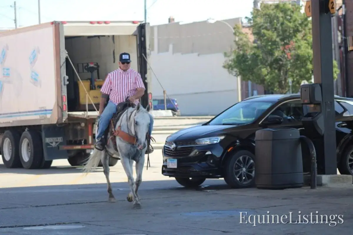 BILL Grey Gelding Quarter Horse - Photo 13