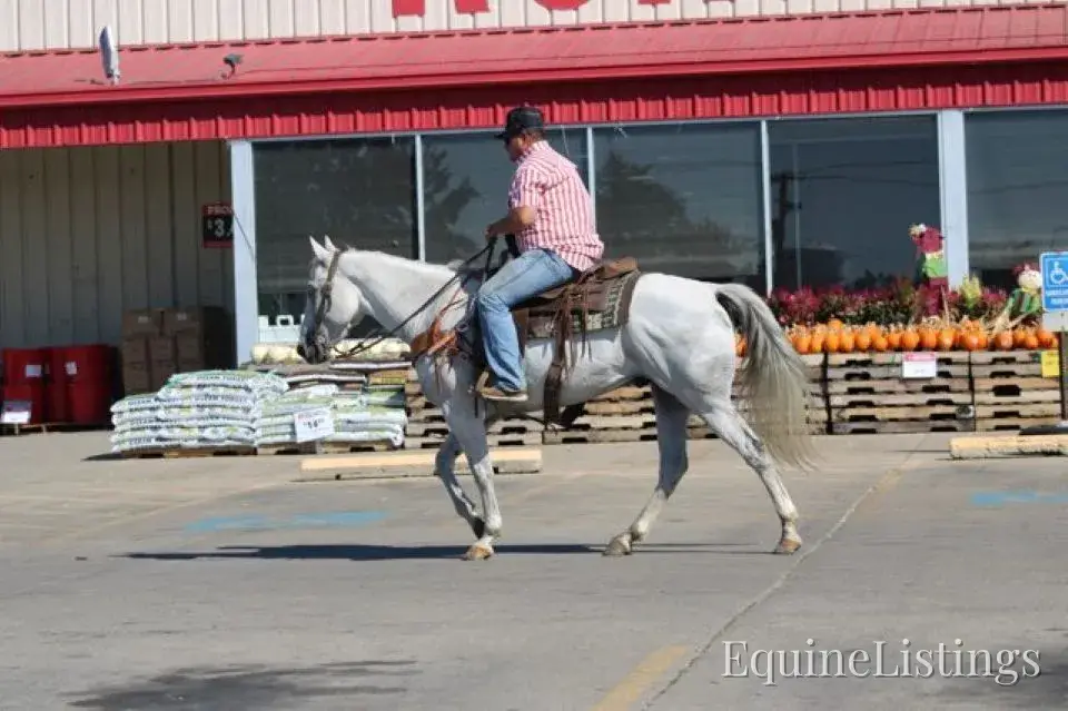 BILL Grey Gelding Quarter Horse - Photo 14