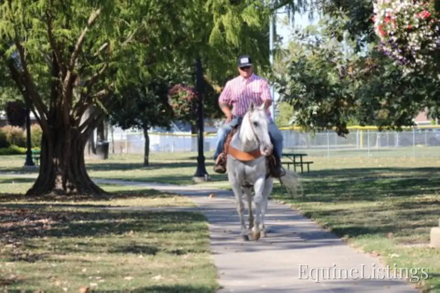 BILL Grey Gelding Quarter Horse - Photo 15