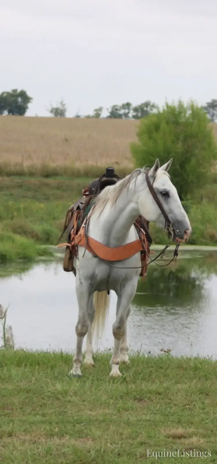 BILL Grey Gelding Quarter Horse - Photo 2