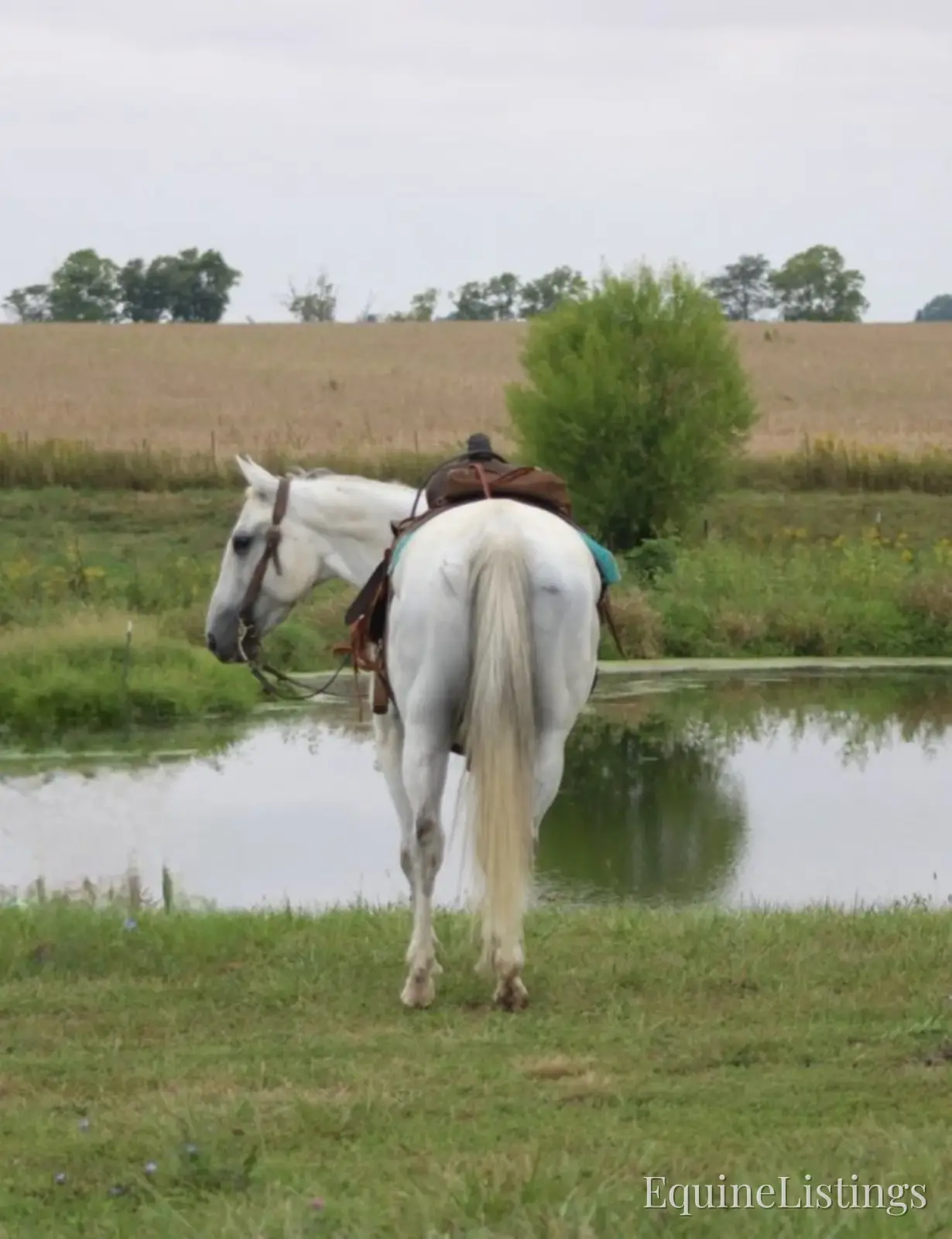 BILL Grey Gelding Quarter Horse - Photo 3