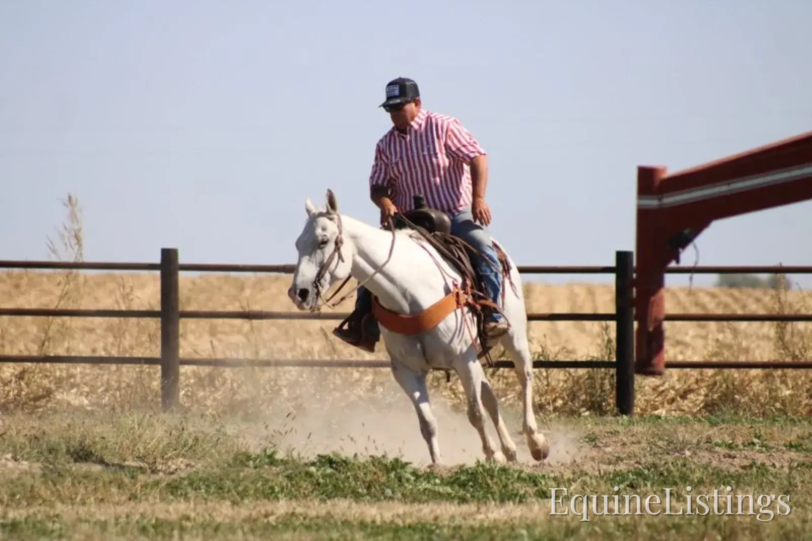 BILL Grey Gelding Quarter Horse - Photo 4