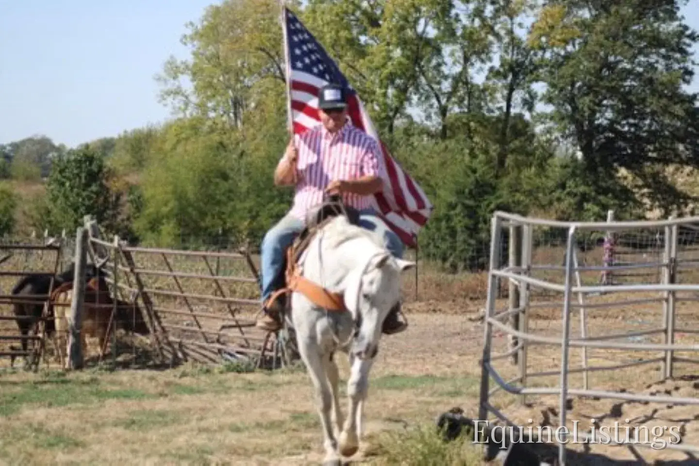 BILL Grey Gelding Quarter Horse - Photo 5