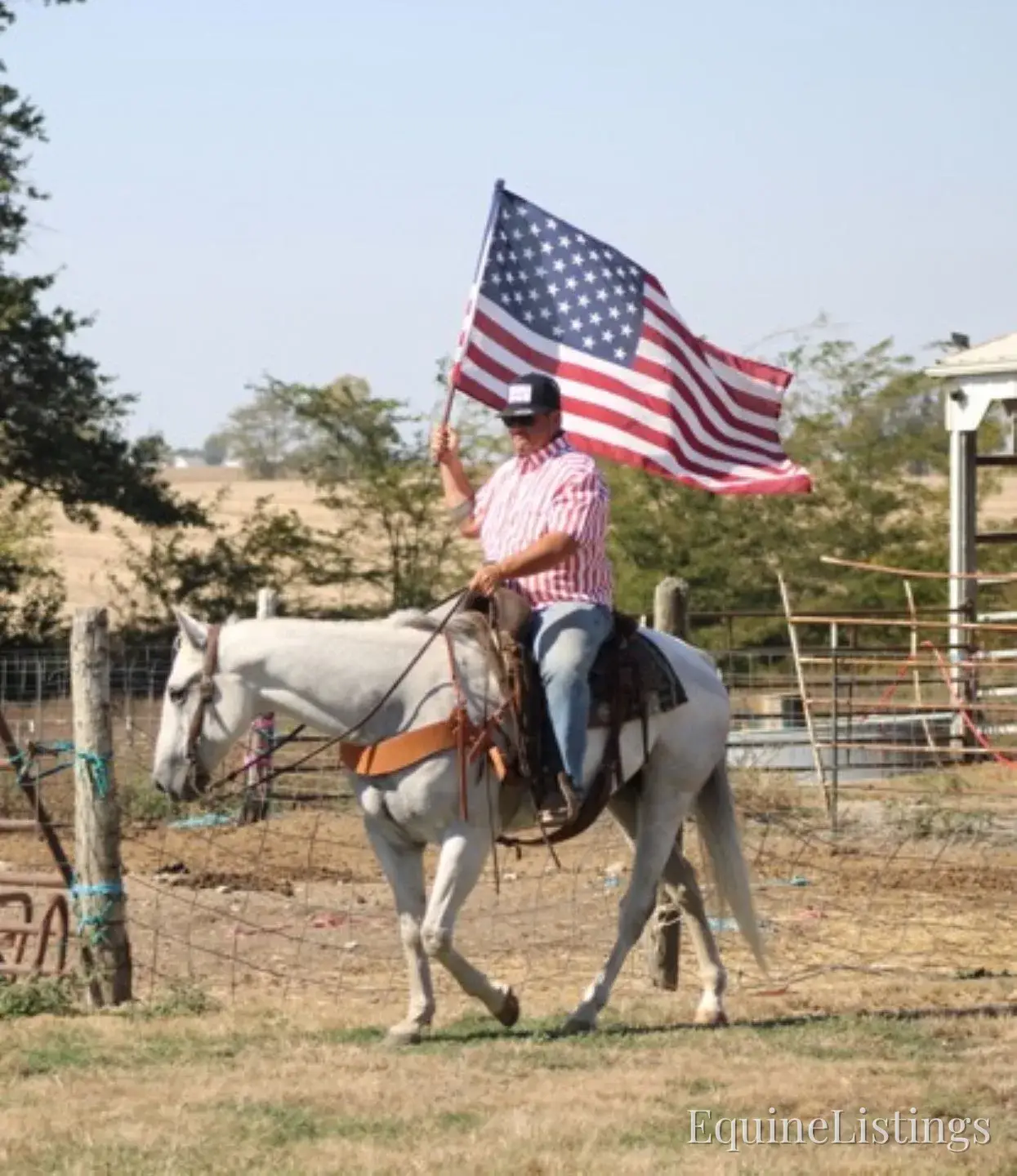 BILL Grey Gelding Quarter Horse - Photo 6