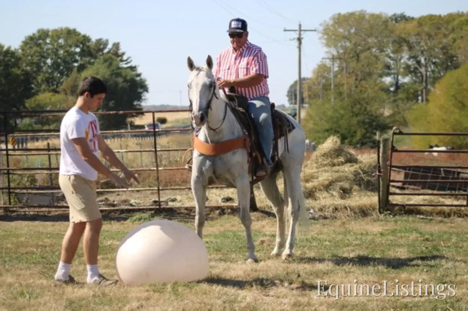 BILL Grey Gelding Quarter Horse - Photo 7