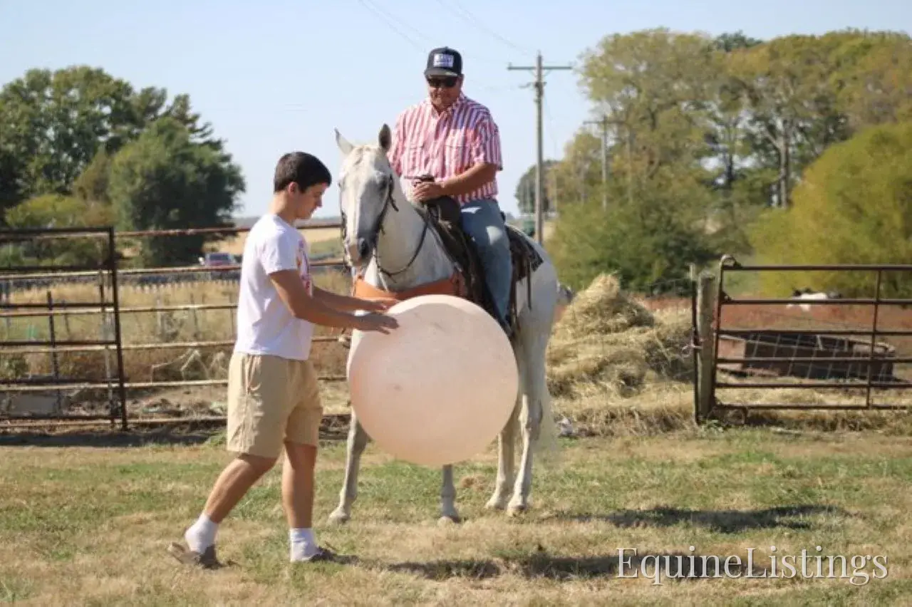 BILL Grey Gelding Quarter Horse - Photo 8