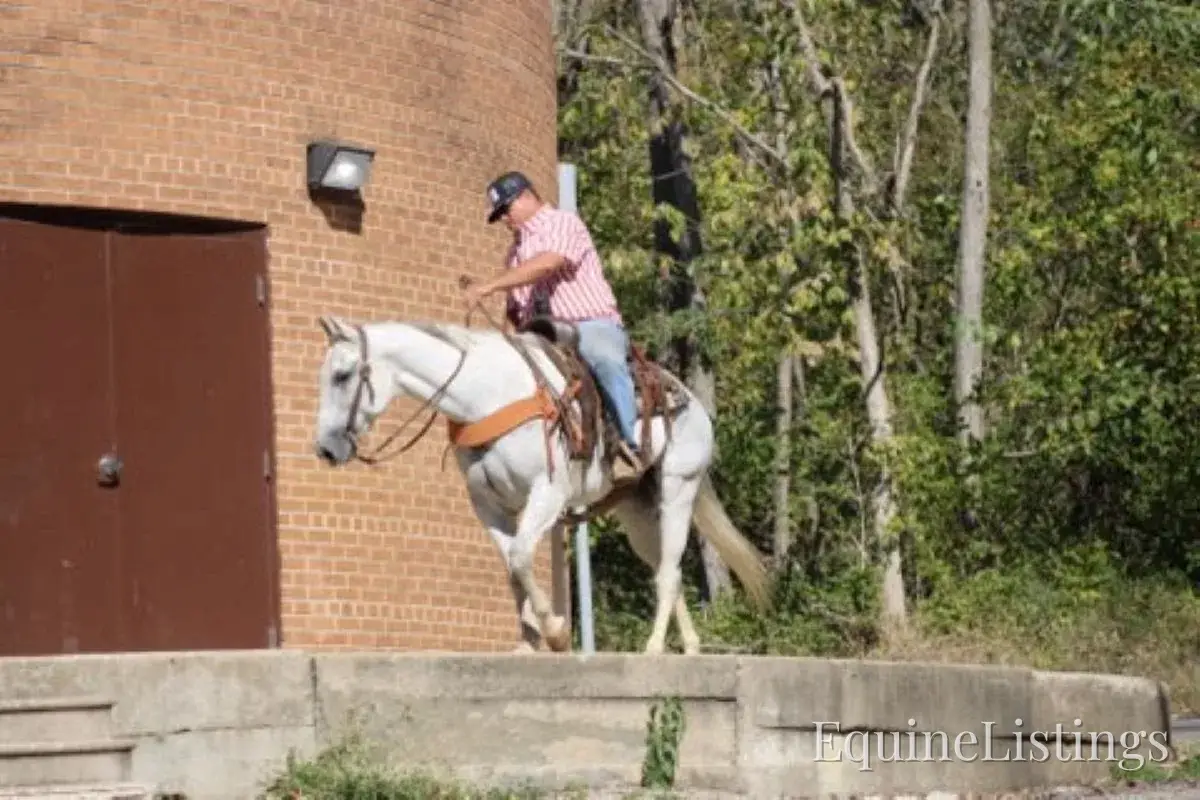 BILL Grey Gelding Quarter Horse - Photo 9