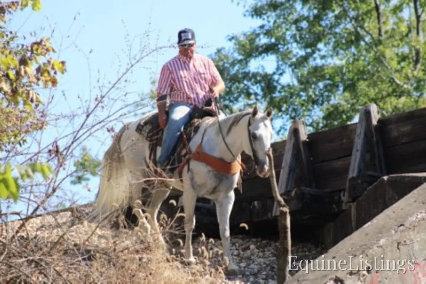 BILL Grey Gelding Quarter Horse - Photo 10