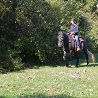 TIMMY Grey Gelding Draft Cross - Photo 11