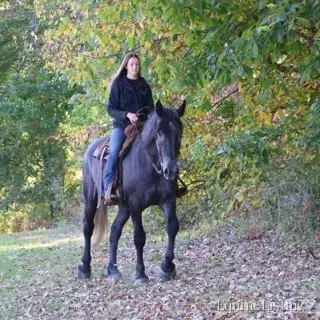 TIMMY Grey Gelding Draft Cross - Photo 12