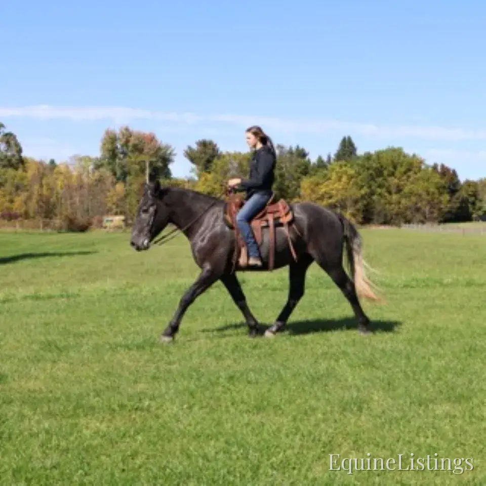 TIMMY Grey Gelding Draft Cross - Photo 13