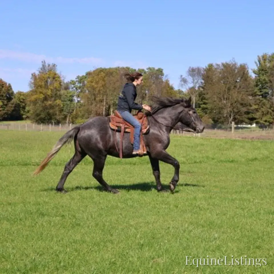 TIMMY Grey Gelding Draft Cross - Photo 14