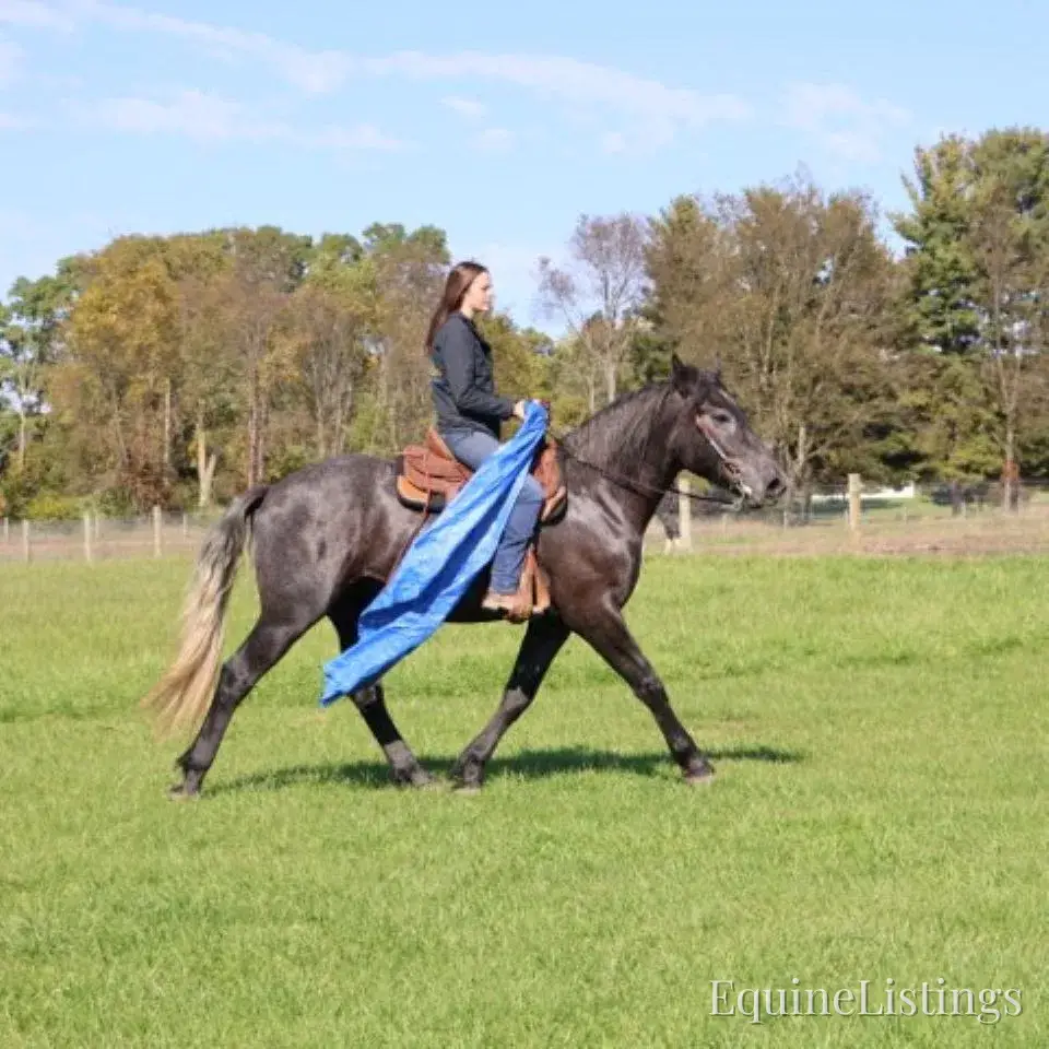 TIMMY Grey Gelding Draft Cross - Photo 2