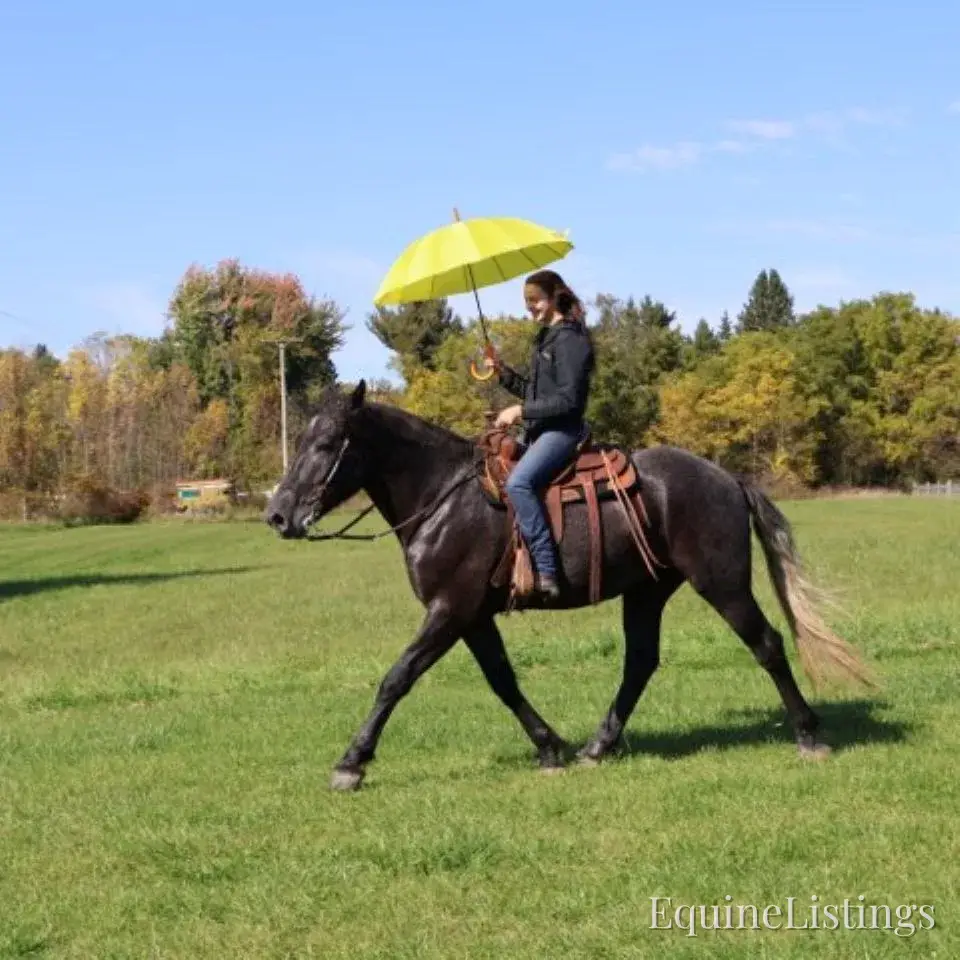TIMMY Grey Gelding Draft Cross - Photo 3