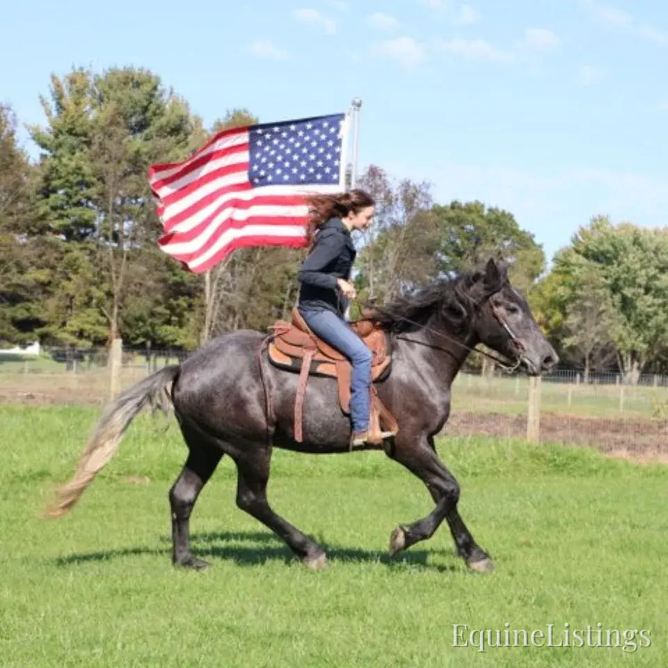 TIMMY Grey Gelding Draft Cross - Photo 4